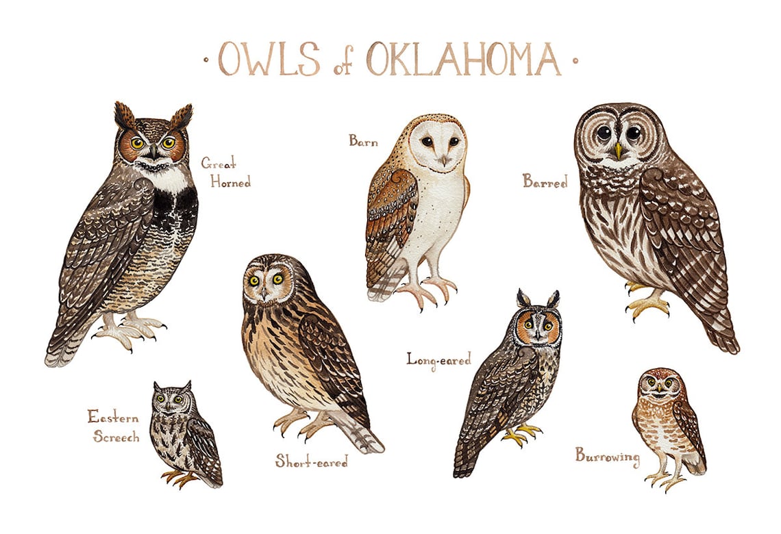 Oklahoma Owls Field Guide Art Print / Watercolor Painting / Etsy