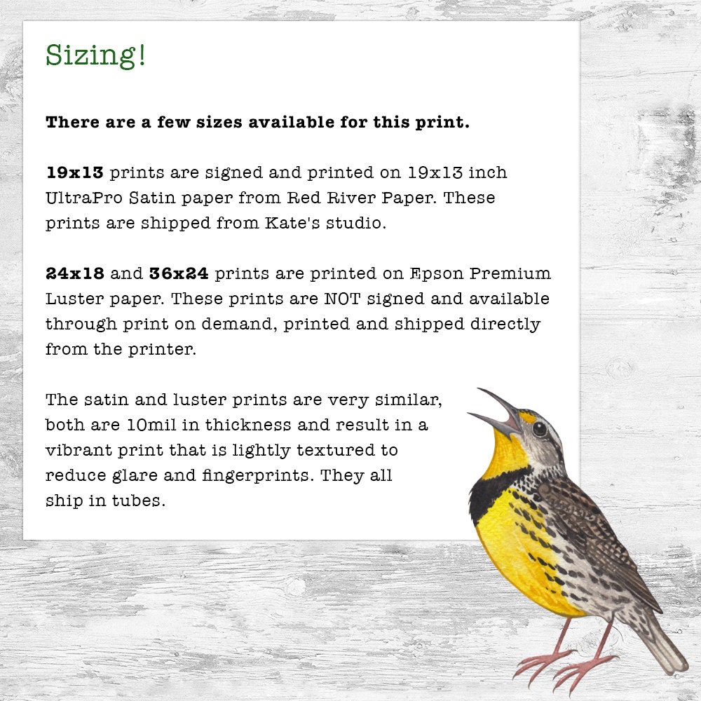 Ohio Backyard Birds Field Guide Art Print / Impresión de pintura de  acuarela / Arte de pared de observación de aves / Impresión de la  naturaleza / Cartel de aves -  México