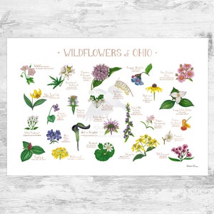 Impression d'art guide de terrain fleurs sauvages de l'Ohio / fleurs communes de l'Ohio / affiche de plantes indigènes de l'Ohio