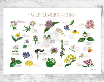 Ohio Wildflowers Field Guide Art Print / Common Flowers of Ohio / Ohio Native Plants Poster