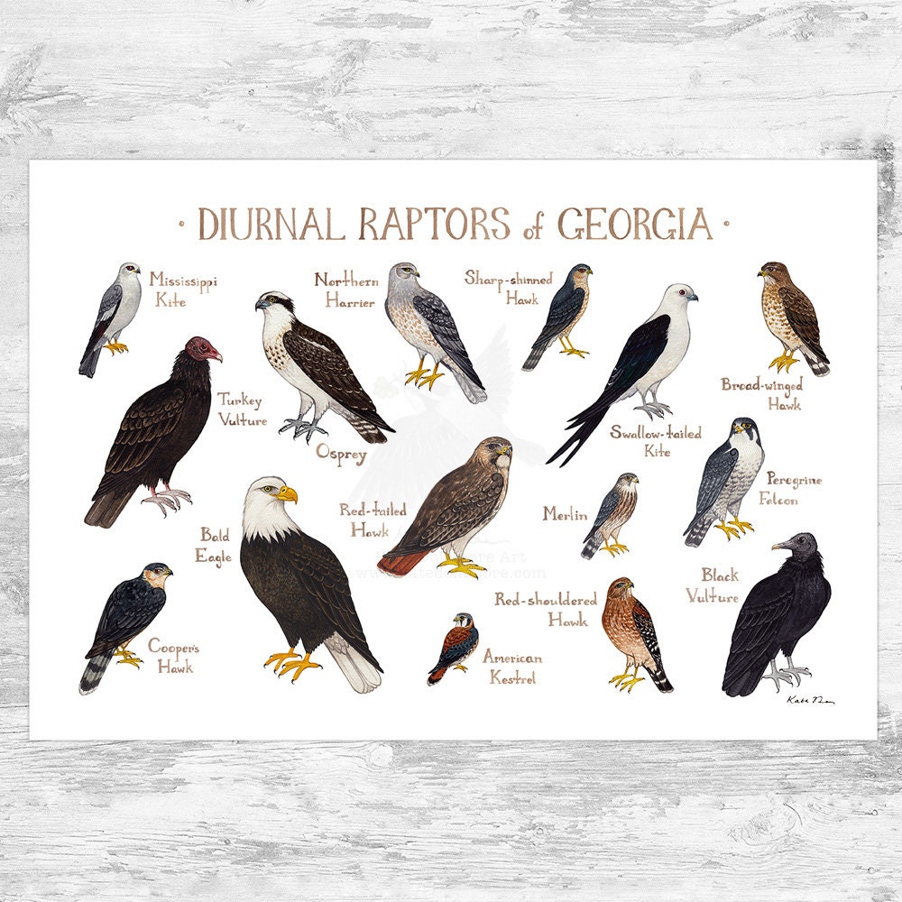 Featured raptors: Black Hawks of Panama
