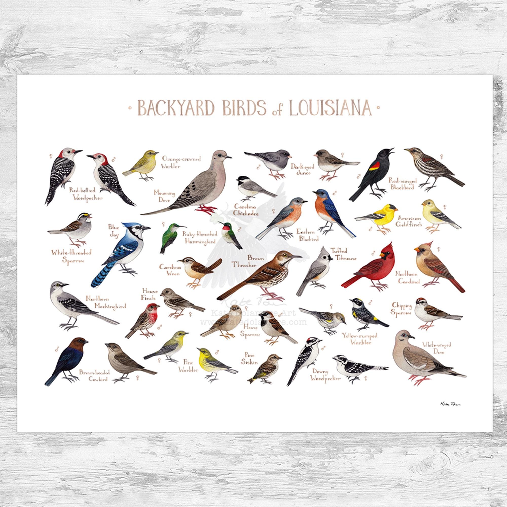 Louisiana Backyard Birds Field Guide Art Print / Watercolor Painting Print  / Birdwatching Wall Art / Nature Print / Bird Poster - Etsy, image size:2000x2000
