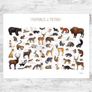 Texas Land Mammals Field Guide Art Print / Animals of Texas / Watercolor Painting / Wall Art / Nature Print / Wildlife Poster 24x18
