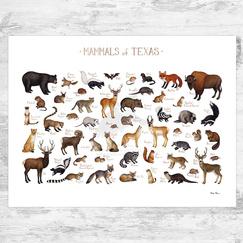 Texas Land Mammals Field Guide Art Print / Animals of Texas / Watercolor Painting / Wall Art / Nature Print / Wildlife Poster 24x18