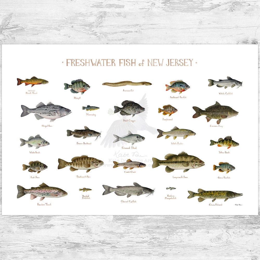 New Jersey Freshwater Fish Field Guide Art Print / Fish Nature Study Poster  -  Canada