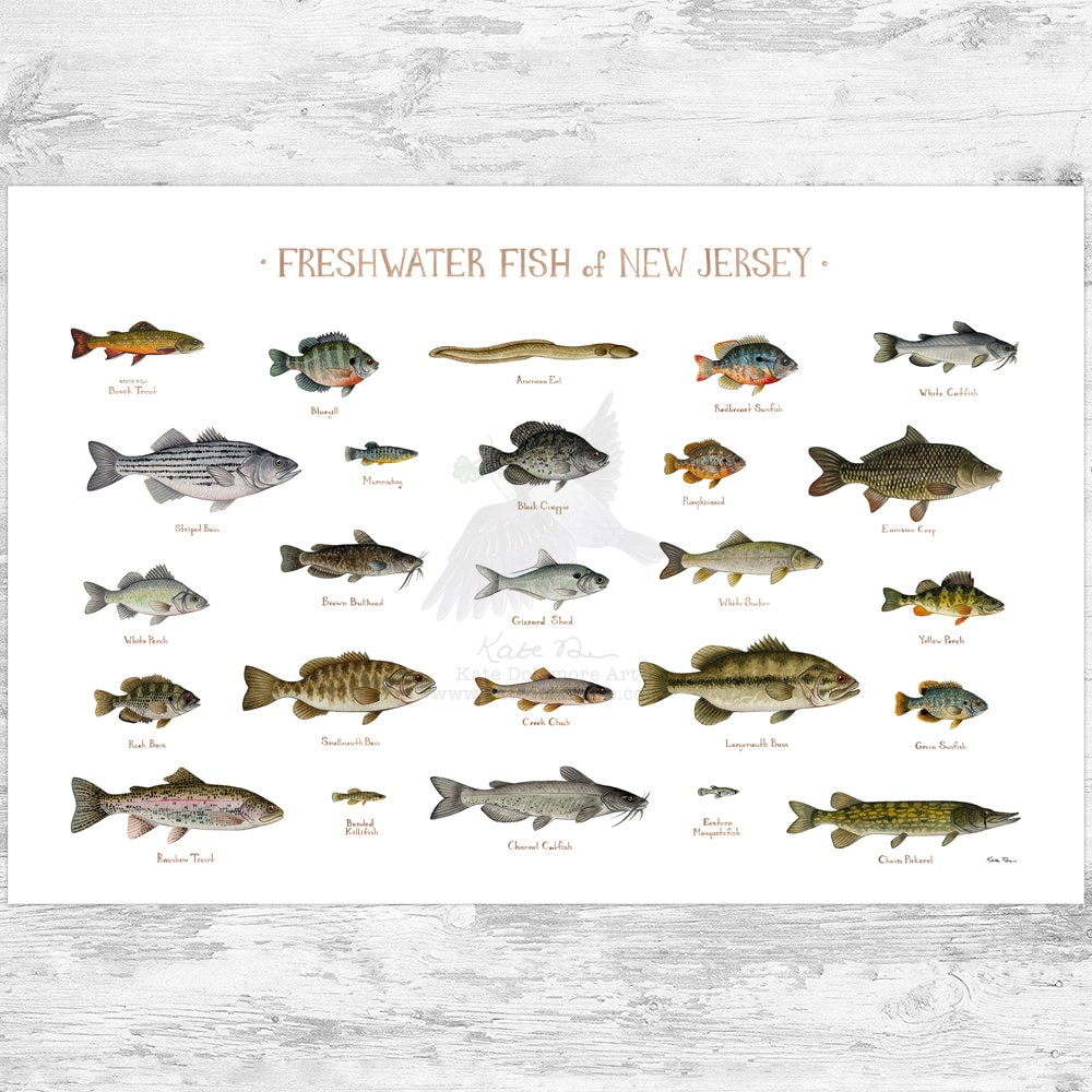 new-jersey-freshwater-fish-field-guide-art-print-fish-nature-study-poster-etsy