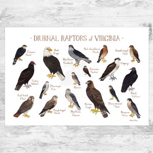 Virginia Diurnal Raptors Field Guide Art Print / Hawks, Falcons, Eagles, Vultures / Nature Study / Birds of Prey Poster