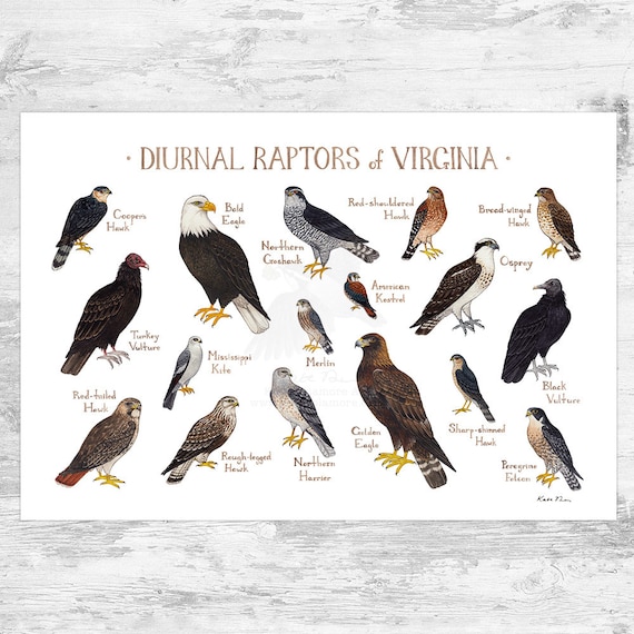 British Birds Of Prey, Identification Guides