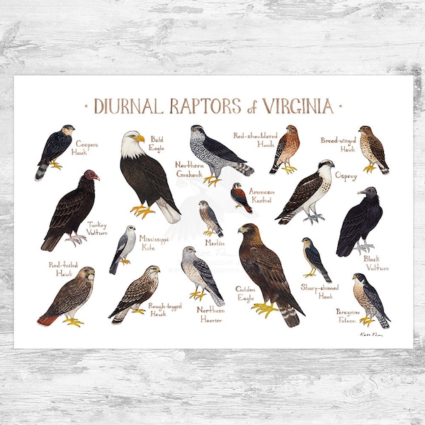 Guía de campo de aves rapaces diurnas de Virginia (impresión artística) / Halcones, águilas y buitres / Estudio de la naturaleza / Póster de aves rapaces