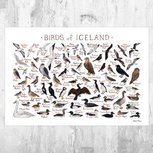 Impresión artística de la guía de campo de aves islandesas / Póster de aves en acuarela