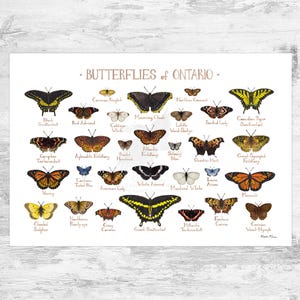 Impression d'art guide de terrain des papillons de l'Ontario / Poster papillon / Art mural étude de la nature Canada / Impression de la faune canadienne