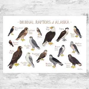 Alaska Diurnal Raptors Field Guide Art Print / Halcones, Halcones, Águilas, Buitres / Estudio de la Naturaleza / Cartel de Aves Rapaces