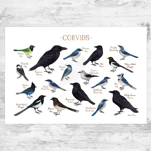 Owls of North America Birds of Prey Field Guide Art Print / - Etsy Canada