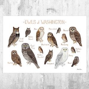 Washington Owls Field Guide Art Print / Watercolor Painting / Wall Art / Nature Print / Birds of Prey Poster