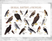 ミシガン州昼行性猛禽類フィールドガイドアートプリント / タカ