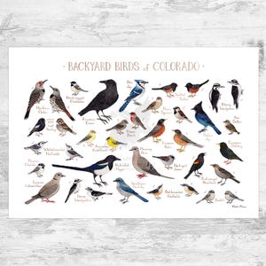 Guía de campo de aves de Colorado (impresión artística, acuarela, arte mural para observar aves, naturaleza, póster de aves)
