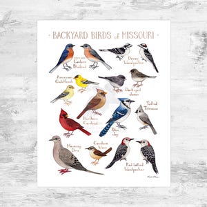 Missouri Backyard Birds Field Guide Art Print Mini 8x10