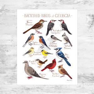 Georgia Backyard Birds Field Guide Art Print Mini 8x10