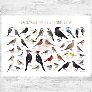 Guía de campo de aves de Minnesota (impresión artística, acuarela, arte mural para observar aves, naturaleza, póster de aves)
