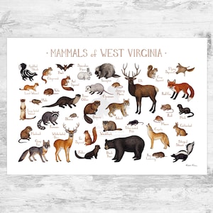 Guía de campo de mamíferos de Virginia Occidental Impresión de arte / Animales de Virginia Occidental / Pintura de acuarela / Arte de pared / Impresión de la naturaleza / Cartel de vida silvestre