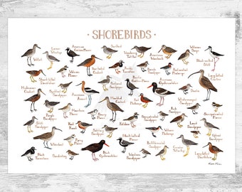 Shorebirds of North America Field Guide Art Print  / Watercolor Painting / Wall Art / Nature Print / Bird Poster