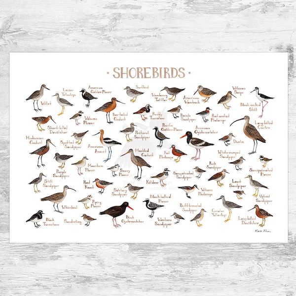 Shorebirds of North America Field Guide Art Print  / Watercolor Painting / Wall Art / Nature Print / Bird Poster