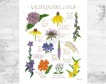 Iowa Wildflowers Field Guide Art Print Mini 8x10