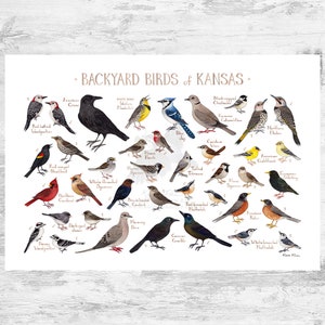 Kansas Backyard Birds Field Guide Art Print / Watercolor Painting Print / Birdwatching Wall Art / Nature Print / Bird Poster