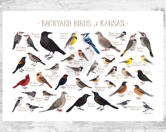 Kansas Backyard Birds Field Guide Art Print / Watercolor Painting Print / Birdwatching Wall Art / Nature Print / Bird Poster