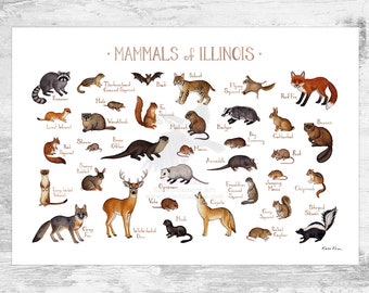 Illinois Mammals Field Guide Art Print  / Animals of Illinois / Watercolor Painting / Wall Art / Nature Print / Wildlife Poster