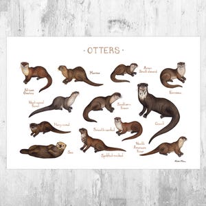 Otters of the World Field Guide Art Print  / Watercolor Wildlife Poster