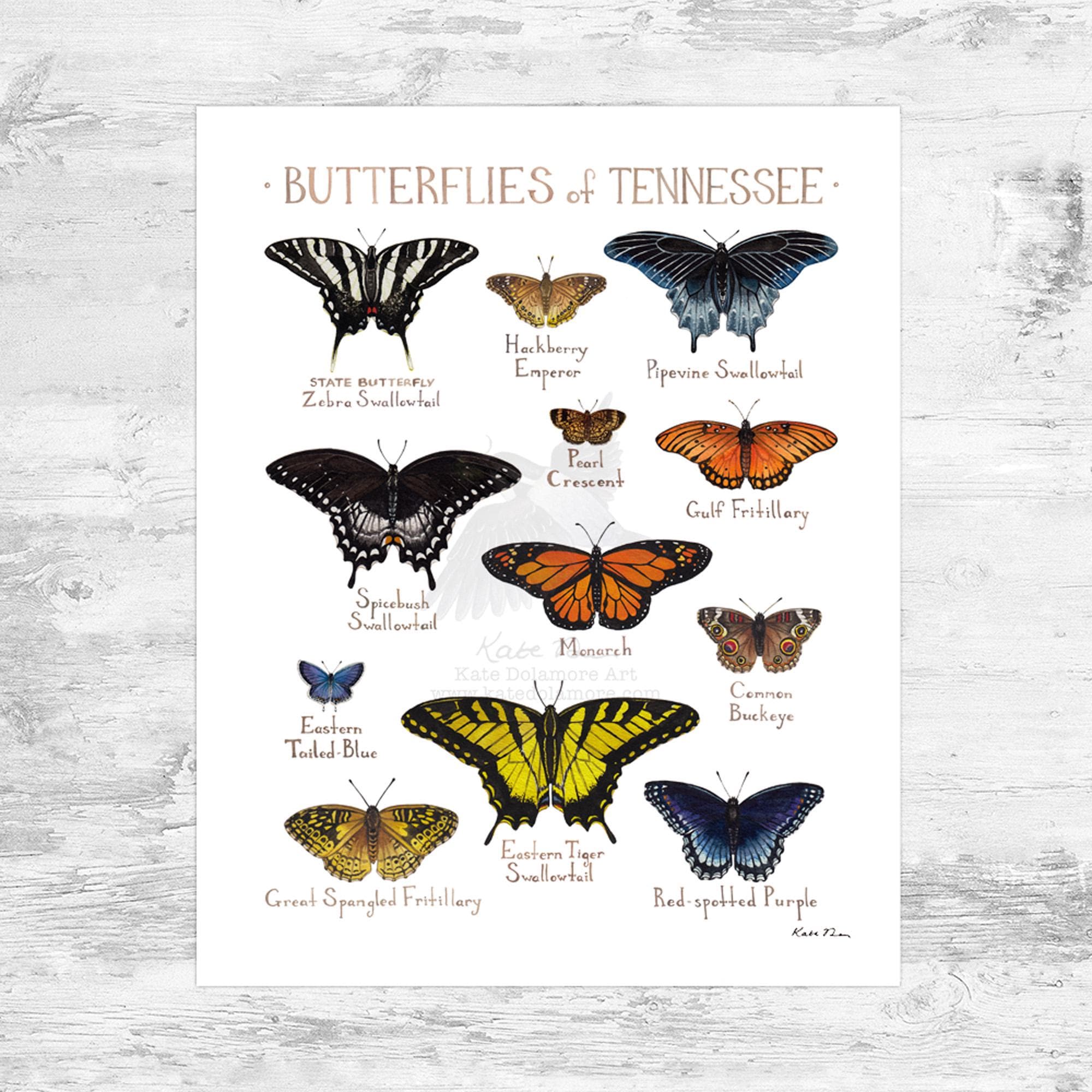 Tennessee Butterflies Field Guide Art Print Mini 8x10