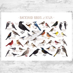 Impresión artística de guía de campo de aves de patio trasero de Iowa / Impresión de pintura de acuarela / Arte mural de observación de aves / Impresión de naturaleza / Póster de aves