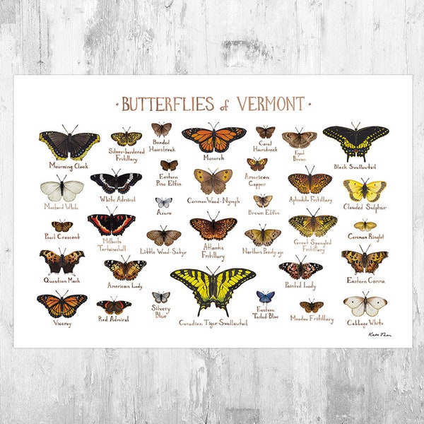 Vermont Butterflies Field Guide Art Print / Butterfly Poster / Watercolor Painting / Wall Art / Nature Print