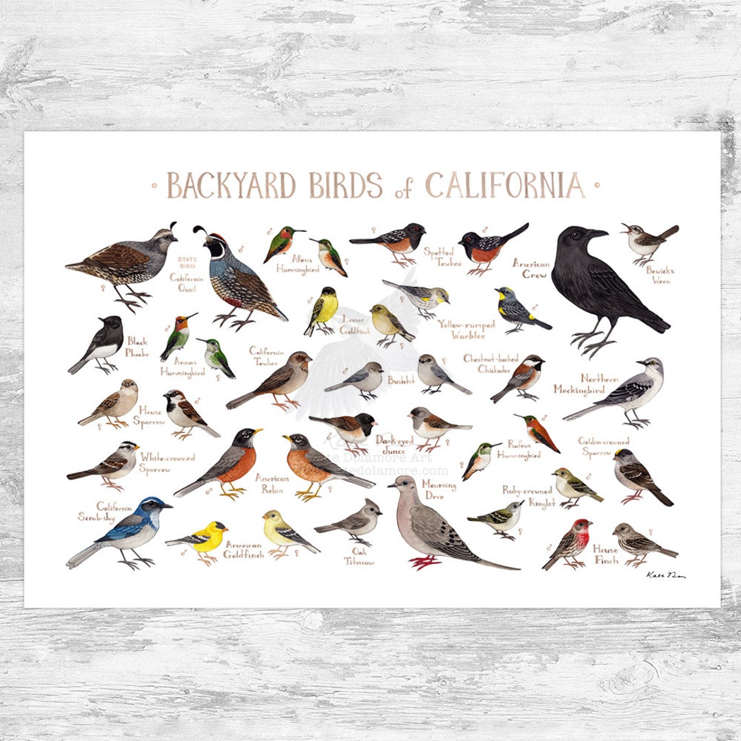 California Backyard Birds Field Guide Art Print / Watercolor Painting