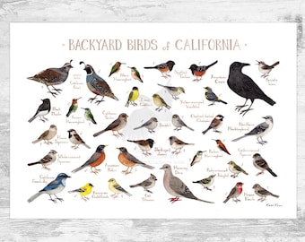 California Backyard Birds Field Guide Art Print / Watercolor Painting Print / Birdwatching Wall Art / Nature Print / Bird Poster