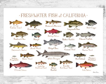 California Freshwater Fish Field Guide Art Print / Fish Nature Study Poster