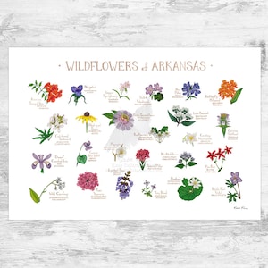 Guía de campo de flores silvestres de Arkansas Impresión de arte / Flores comunes de Arkansas / Cartel de plantas nativas de Arkansas