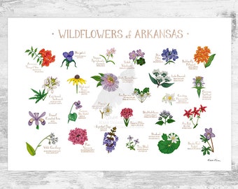 May include: A colorful illustrated poster featuring 25 wildflowers native to Arkansas. The poster includes the common and scientific names of each flower. The poster is titled "WILDFLOWERS of ARKANSAS".