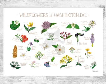 Washington, D.C. Wildflowers Field Guide Art Print / Common Flowers of the District of Columbia / D.C. Native Plants Poster