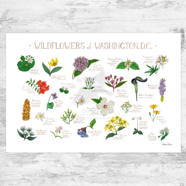 Washington, D.C. Wildflowers Field Guide Art Print / Common Flowers of the District of Columbia / D.C. Native Plants Poster