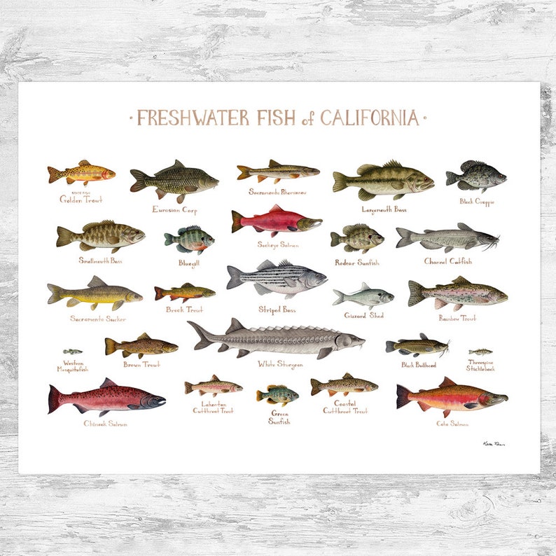 California Freshwater Fish Field Guide Art Print / Fish Nature Study Poster 24x18
