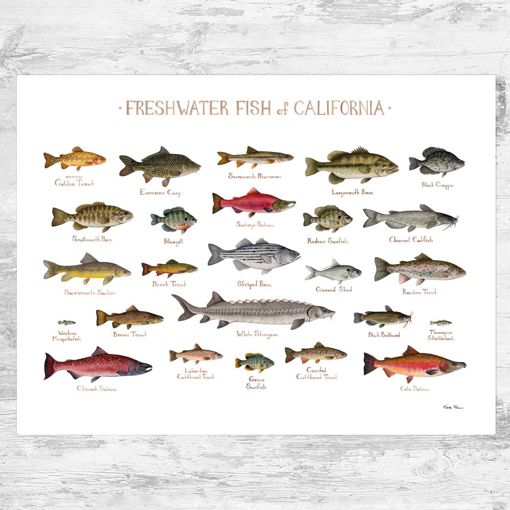 洋書　Freshwater Aquarium Fishes 淡水魚　大型本 洋書 Freshwater Aquarium Fishes 淡水魚 大型本