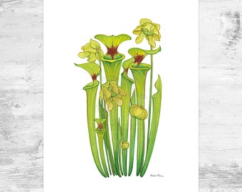 Yellow Pitcher Plant Signed Art Print / Sarracenia flava / 8.5x11 Carnivorous Pitcher Plant Bog Watercolor Print