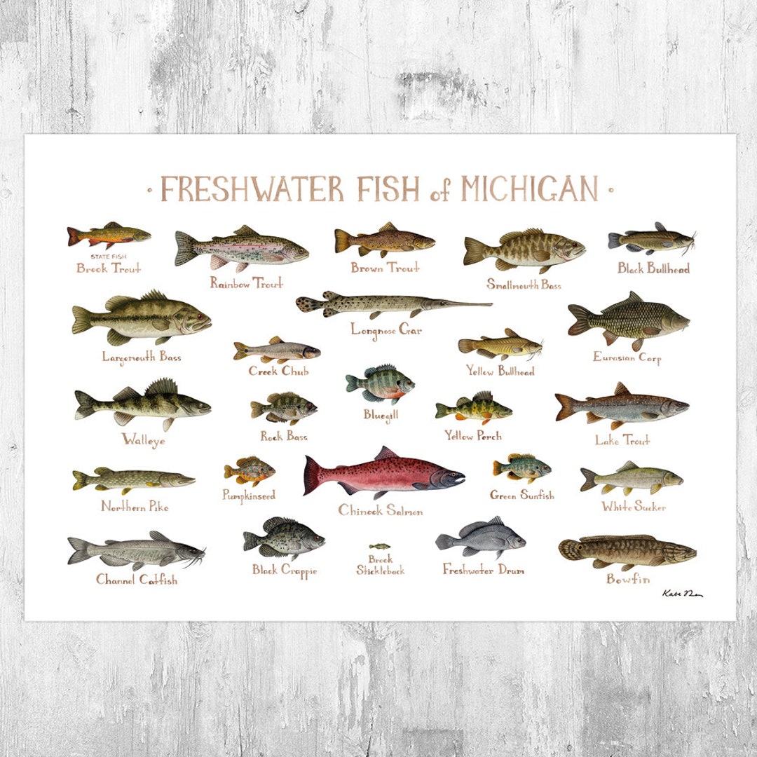 Michigan Freshwater Fish Field Guide Art Print / Fish Nature Study
