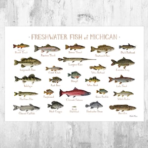Michigan Freshwater Fish Field Guide Art Print / Fish Nature Study Poster