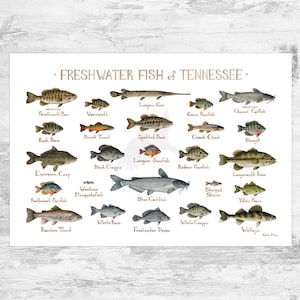 Tennessee Freshwater Fish Field Guide Art Print / Fish Nature Study Poster