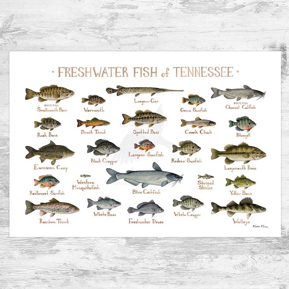 Tennessee Freshwater Fish Field Guide Art Print / Fish Nature