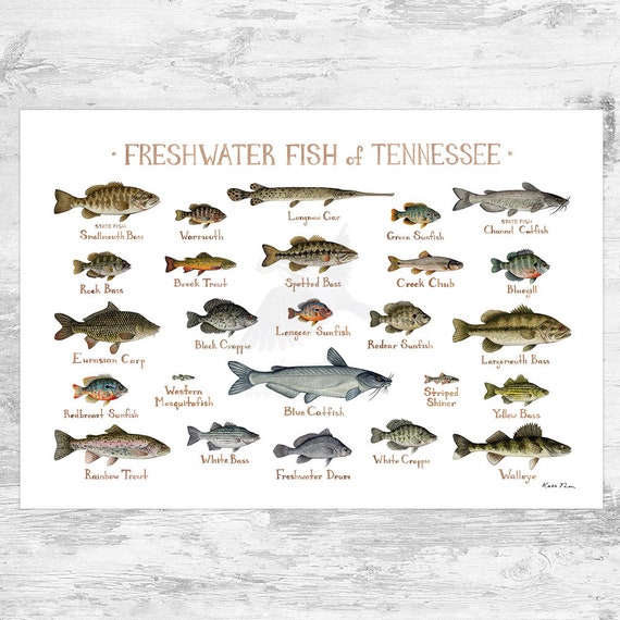 Tennessee Freshwater Fish Field Guide Art Print / Fish Nature Study Poster  