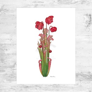 White-topped Pitcher Plant Signed Art Print / Sarracenia leucophylla / 8.5x11 Carnivorous Pitcher Plant Bog Watercolor Print